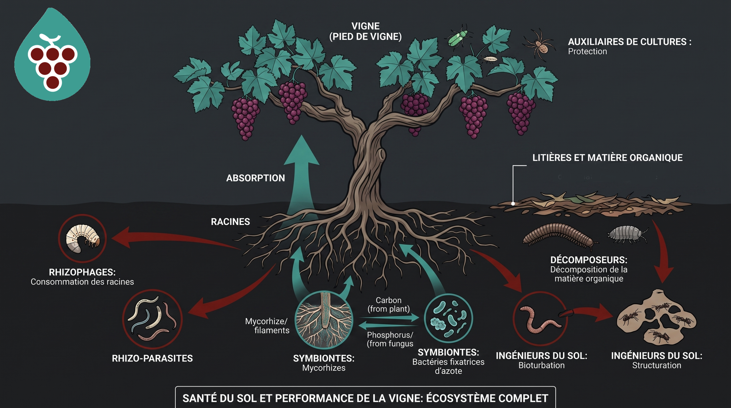 Schéma de la santé du sol : absorption par les racines, mycorhizes et bactéries fixatrices d'azote, décomposeurs et ingénieurs du sol, litières et matière organique.
