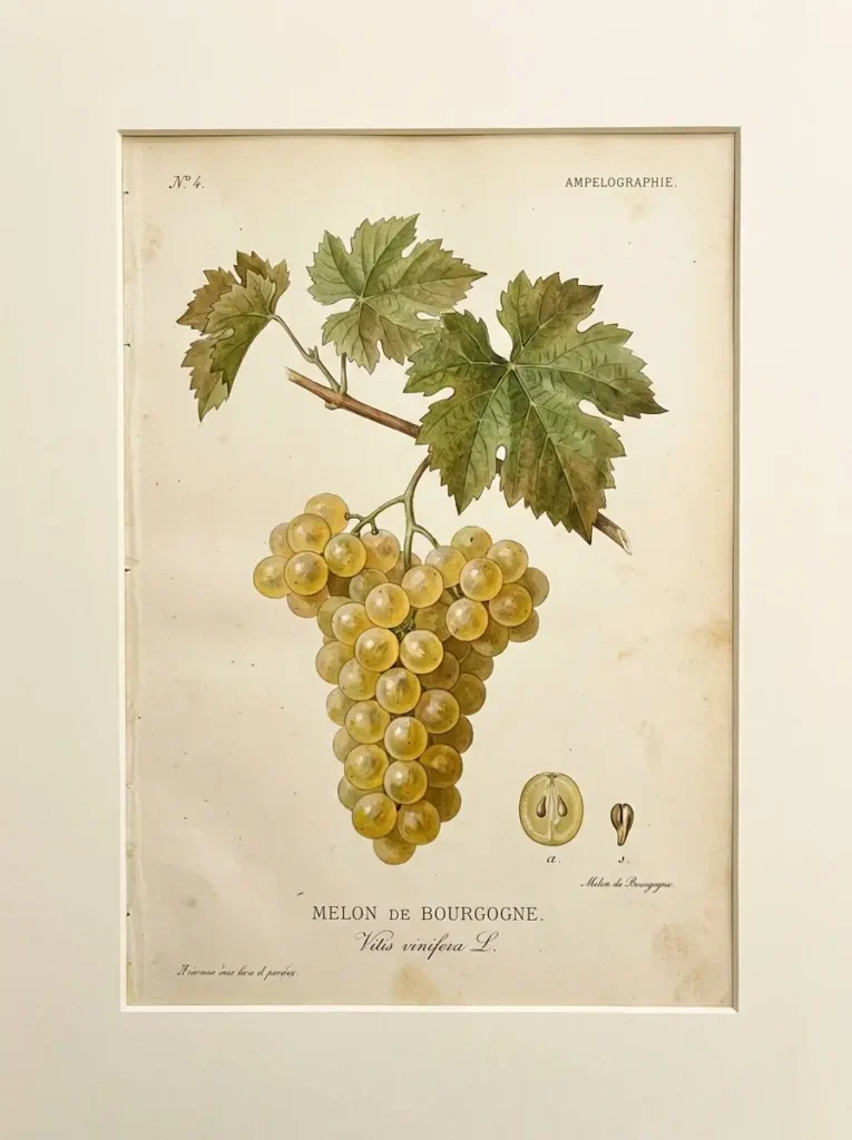 Planche ampélographique du melon de Bourgogne : feuille ronde à cinq lobes et grappe compacte